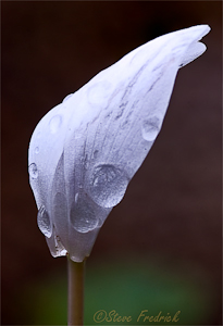 Bloodroot
